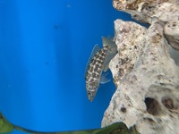 Lake Tanganyika Cichlids for sale