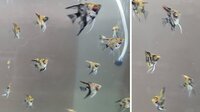 Angelfish