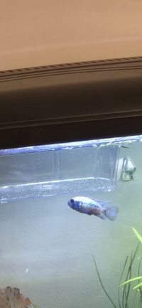 1 x Electric Blue Acara  male, 6-months 