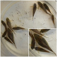 Group of Corydoras x 69