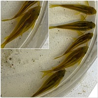 Group of Corydoras x 69