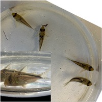 Group of Corydoras x 69