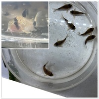 Group of Corydoras x 69