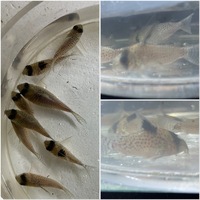 Group of Corydoras x 69