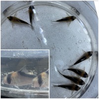 Group of Corydoras x 69