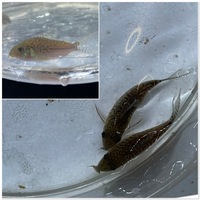 Group of Corydoras x 69