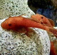 SUPER RED CATFISH
