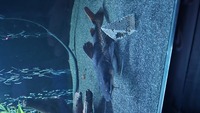 HYBRID CATFISH REDTAIL SHOVELNOSE £80