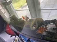 2 Goldfish available for free including tank and filter