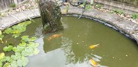 3 large & 1 smaller KOI Carp available
