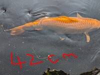 Koi for sale