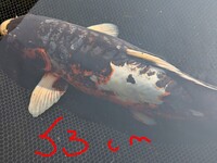 Koi for sale