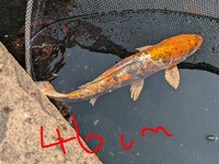 Koi for sale