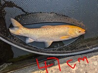 Koi for sale