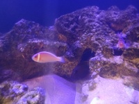 Tank closure