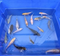 5-6 inch koi for sale