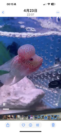 Flowerhorns£150