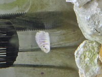 Sumbu shell compressceps