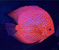 6 Genuine Stendker Discus - price drop - all 6 for £200