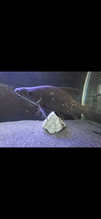 Labeo/ Black Shark FREE