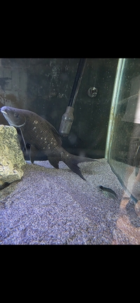 Labeo/ Black Shark FREE