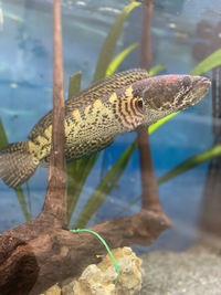 Snakehead