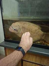 Giant gourami and 2 bristlenose plecos