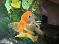 Large Orange Oranda