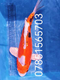 14 inch Koi for sell RM8 Area koi-A