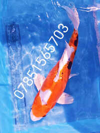 14 inch Koi for sell RM8 Area koi-A