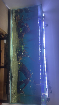 7ft x2.5ft x2.5ft fish tank and stand