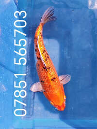 14 inch Koi for sell RM8 Area koi-B