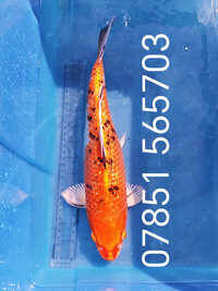 14 inch Koi for sell RM8 Area koi-B