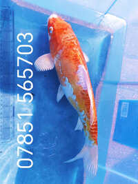 17 inch Koi for sell RM8 Area Koi-C
