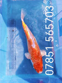 17 inch Koi for sell RM8 Area Koi-C