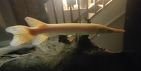 Albino gar