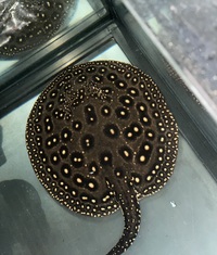 Het stingray PEARL x BD or/and peacock bass bundle