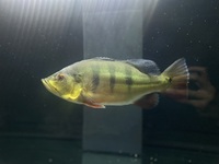Het stingray PEARL x BD or/and peacock bass bundle