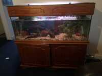large TANK & FISH