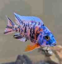 Aulonocara sp. OB 3 available, Dorset