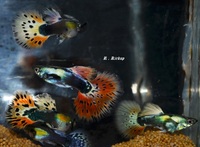 True Strains Line Bred Guppy ; 3 Pairs £20 Can Deliver