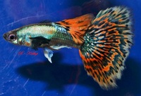 True Strains Line Bred Guppy ; 3 Pairs £20 Can Deliver