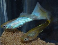 True Strains Line Bred Guppy ; 3 Pairs £20 Can Deliver