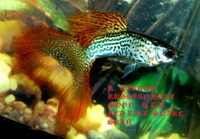 True Strains Line Bred Guppy ; 3 Pairs £20 Can Deliver