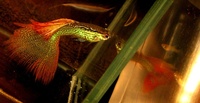 True Strains Line Bred Guppy ; 3 Pairs £20 Can Deliver