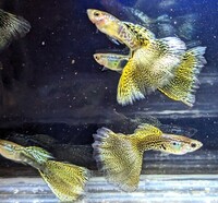 True Strains Line Bred Guppy ; 3 Pairs £20 Can Deliver