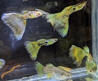 True Strains Line Bred Guppy ; 3 Pairs £20 Can Deliver