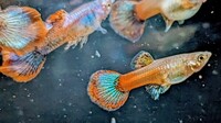 True Strains Line Bred Guppy ; 3 Pairs £20 Can Deliver