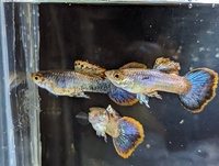 True Strains Line Bred Guppy ; 3 Pairs £20 Can Deliver