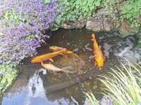 Koi and goldfish for sale